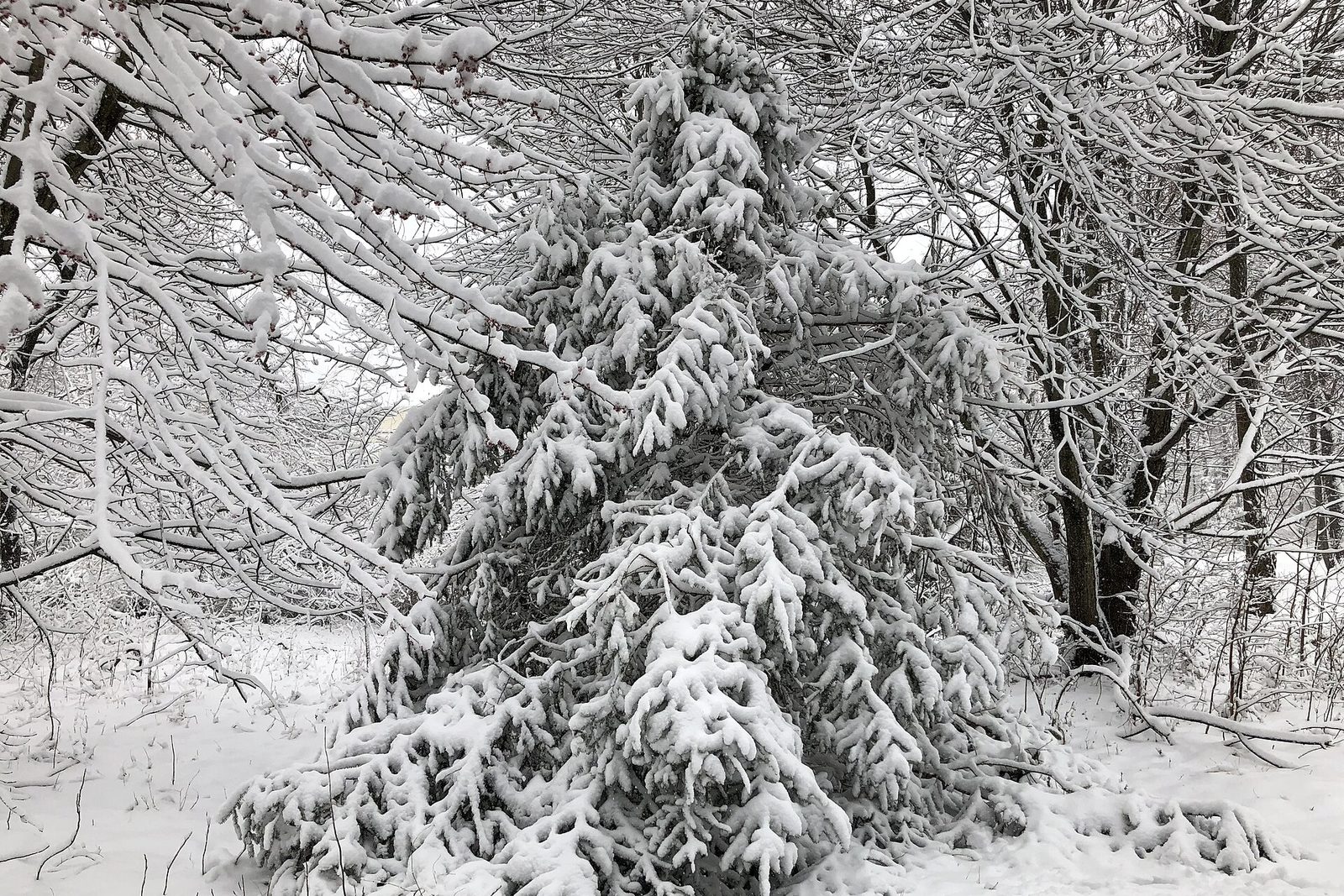 Spruce forest heavy with fresh snow
