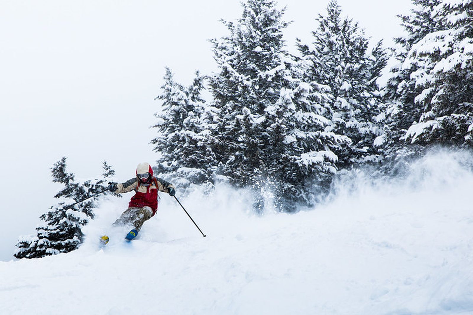 Skier turning through deep snow beside snow-loaded pines